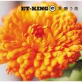 K×ET-KING歌曲:君想う花 (Instrumental)歌词